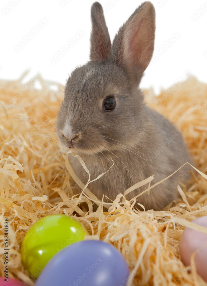 Naklejka premium Bunny on nest with Easter egg