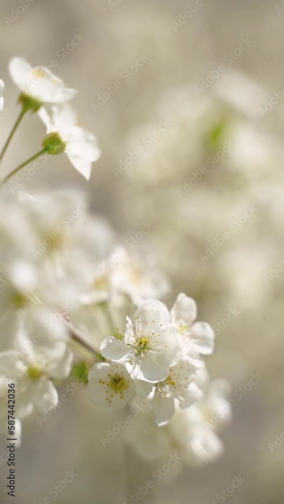 A vertical video of flowering white blossoms with green leaves on tree branches on a sunny day. A vertical video of flowering white blossoms with green leaves on tree branches on a sunny day.