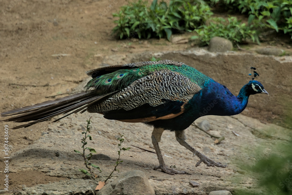 Obraz premium A magnificent peacock with a long tail and feathers walks through the park. Beautiful large blue bird.