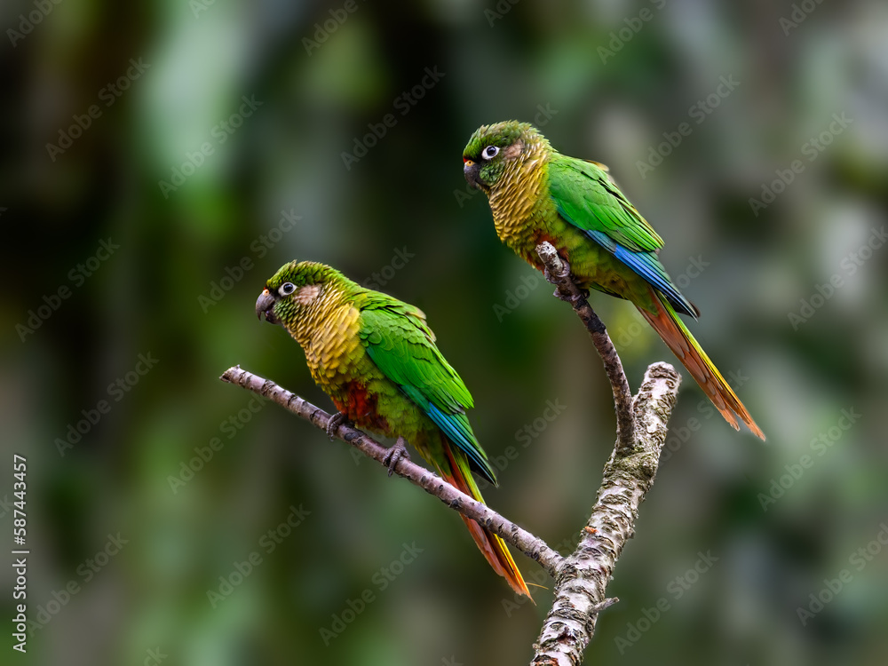 Obraz premium Two Marron-bellied Parakeets portrait on green background
