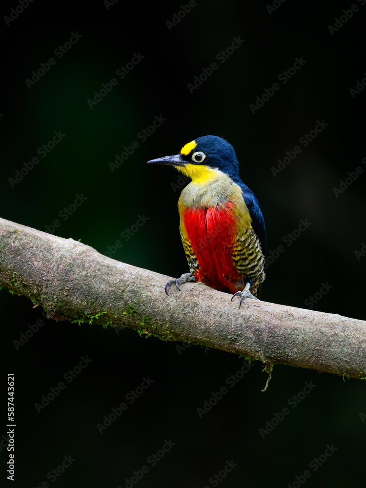 Yellow-fronted Woodpecker portrait on tree  branch against green background