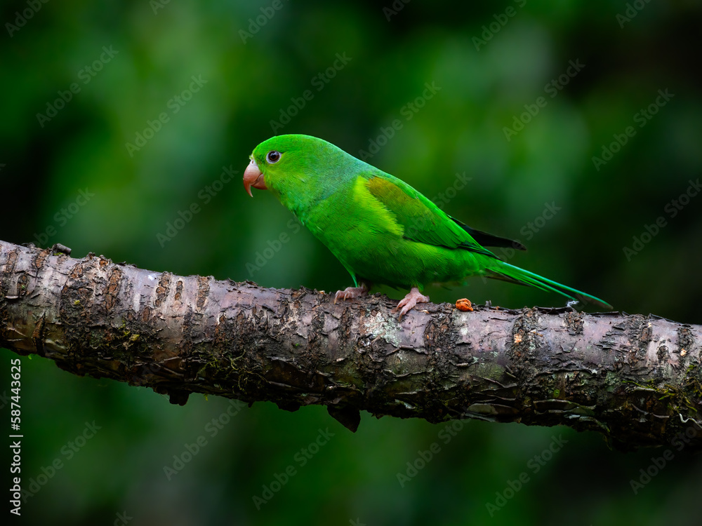 Plain Parakeet on tree branch against dark green background Plain Parakeet on tree branch against dark green background