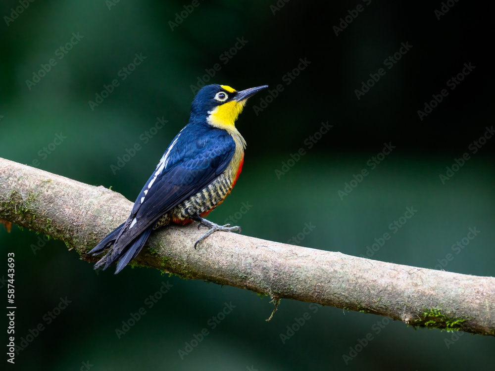 Yellow-fronted Woodpecker portrait on tree branch against green background Yellow-fronted Woodpecker portrait on tree branch against green background