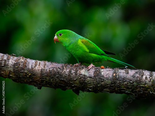 Plain Parakeet on tree branch against dark green background