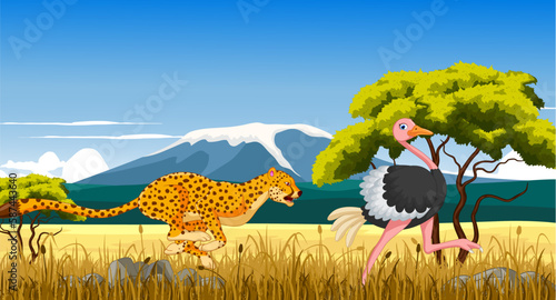 cheetah hunt ostrich with landscape background