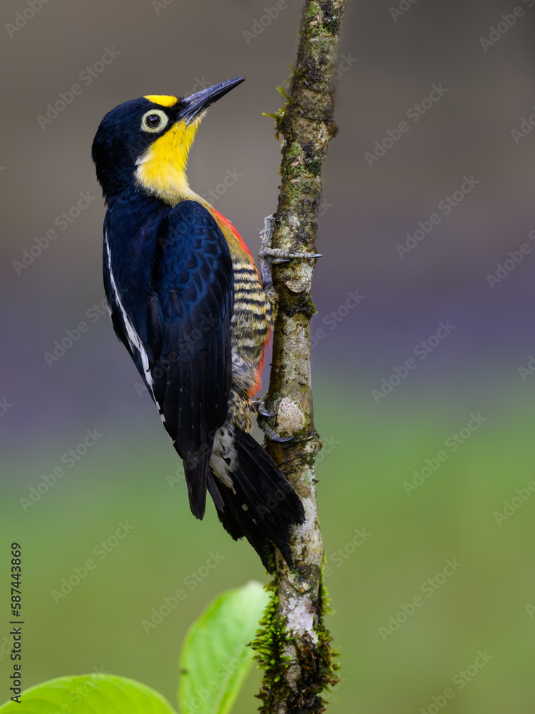 Yellow-fronted Woodpecker portrait on tree trunk against green background Yellow-fronted Woodpecker portrait on tree trunk against green background