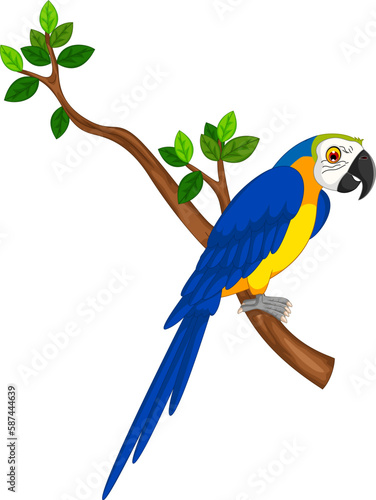 blue and yellow macaw