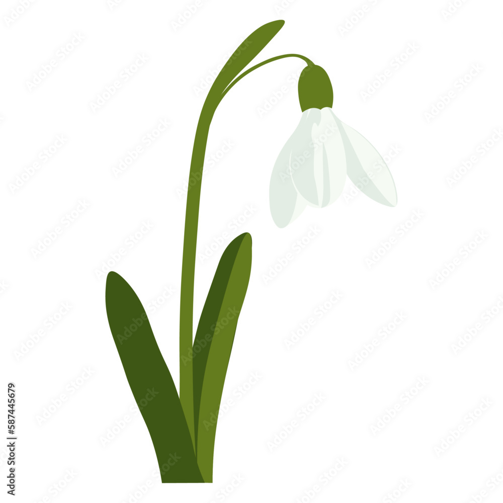 A white snowdrop flower with a green stem and leaves on a white background. A white snowdrop flower with a green stem and leaves on a white background.