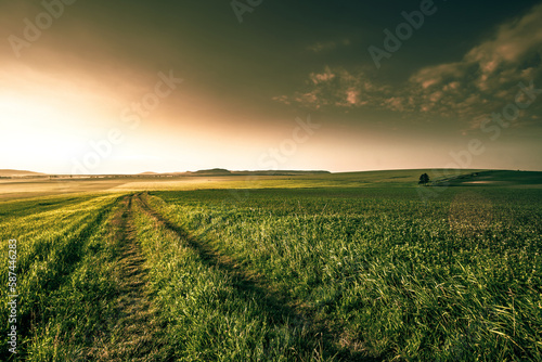 scenic nature scenery  blooming yellow sunflowers on the field  Provence  France  Europe