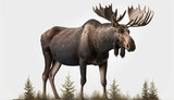 isolated moose for home décor, wall art, graphic design, and DIY projects - stunning standalone image on white background. generative AI