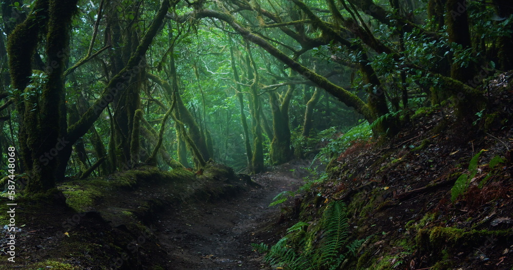 Mystic laurel tree forest with hiking trail in cloudy mist weather on ...