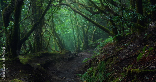 Mystic laurel tree forest with hiking trail in cloudy mist weather on island Tenerife. Dark woodland.
