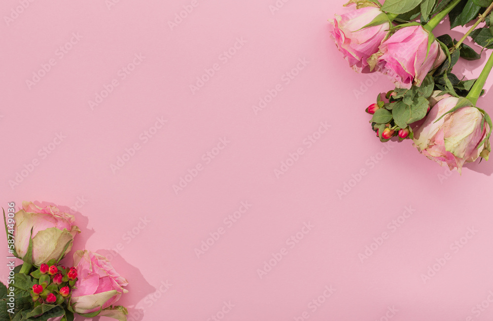 Fresh pink Roses on pastel pink background. Creative love layout with copy space. Minimal concept. Aesthetic flat lay.