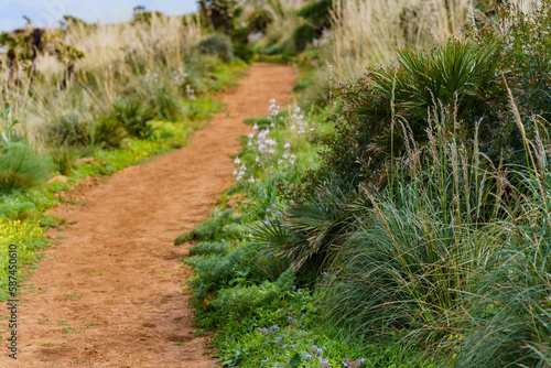 A beautiful gravel path hidden among green lush vegetation.