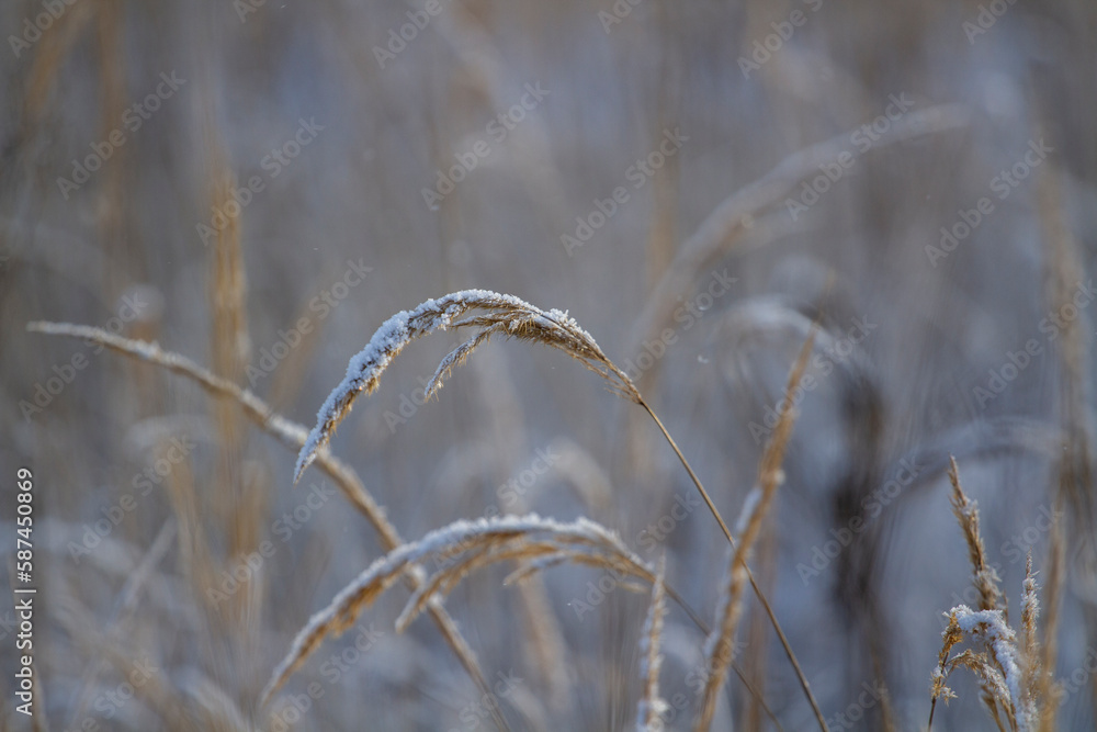 Fototapeta premium grass in the wind