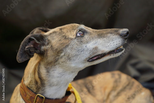 Greyhound dog face portraits