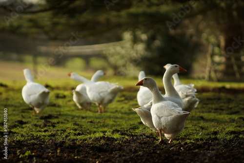 Geese in a field © maywhiston