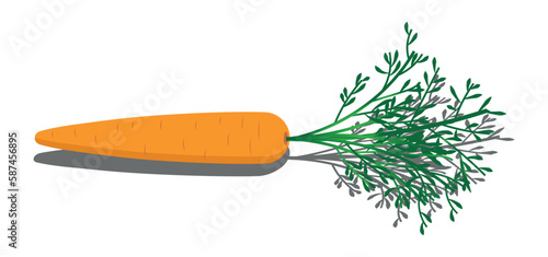 Vector drawing of a carrot with a transparent background.
