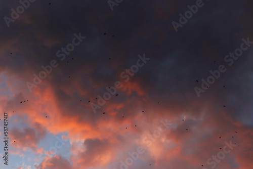 Birds flying in the evening