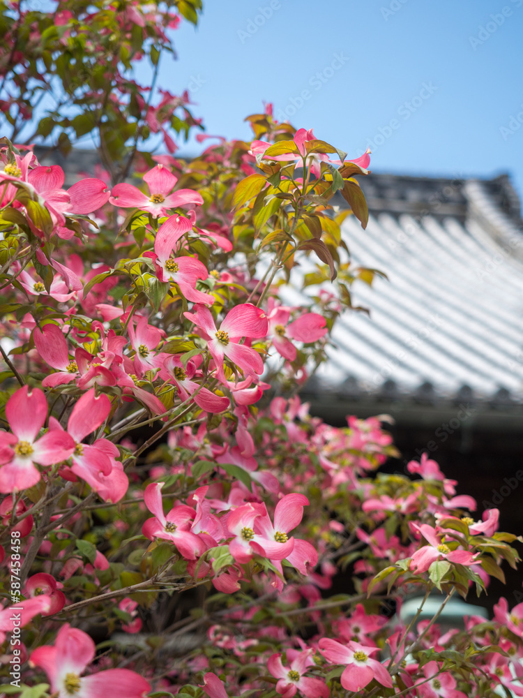 Pink dogwood tree blooming in a Japanese temple in springtime