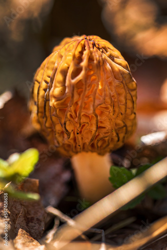 Morel Mushrooms growing in a clump in the spring