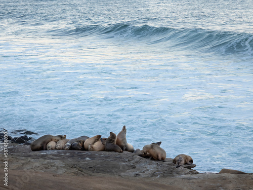 California Sea Lions at La Jolla Cove in California