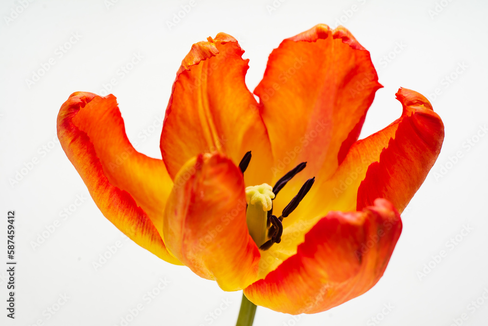 nice tulips in the vase nice tulips in the vase