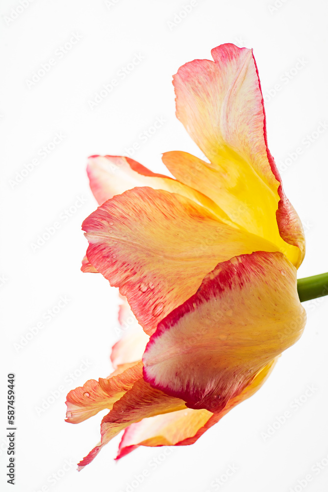 Fototapeta premium nice tulips in the vase