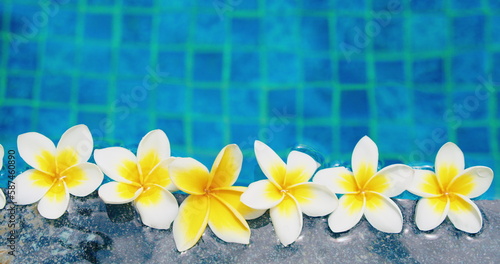 Tropical white yellow flowers frangipani plumeria floating in the water. Spa swimming pool.