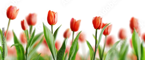 Group of red beautiful tulips isolated on transparent background. Shallow depth of field. 3D render.