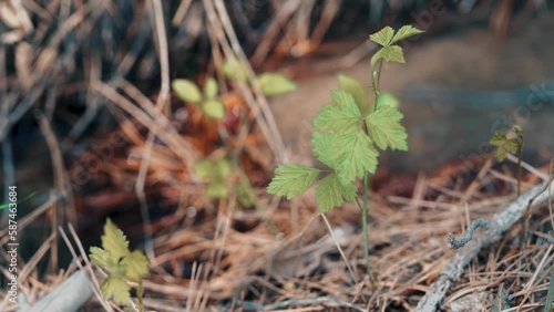 Sukok Nature Reserve photo