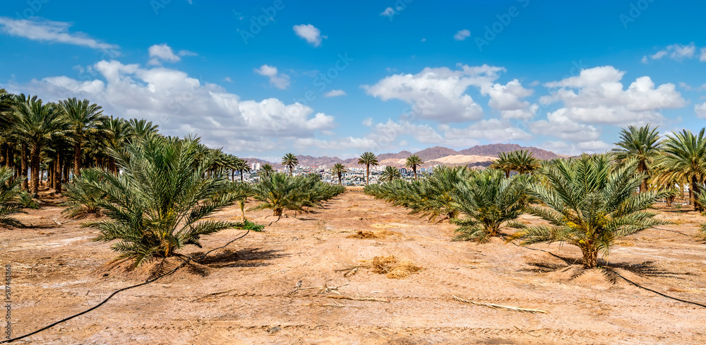 Panoramic view on plantation of date palms intended for healthy and GMO free food production. Dates agriculture is rapidly developing sustainable industry in desert and arid areas of the Middle East