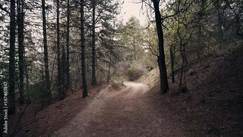 Sukok forest photo