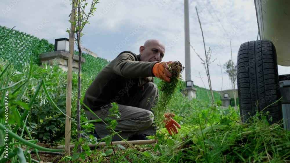 Removing Dead and Harmful Weeds from the Garden with a Hoe Stock Video ...