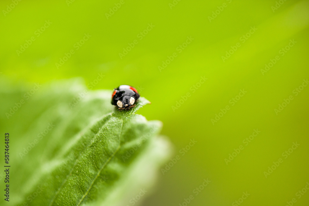 Naklejka premium Ein Marienkäfer läuft auf dem Rand eines Blattes entlang.