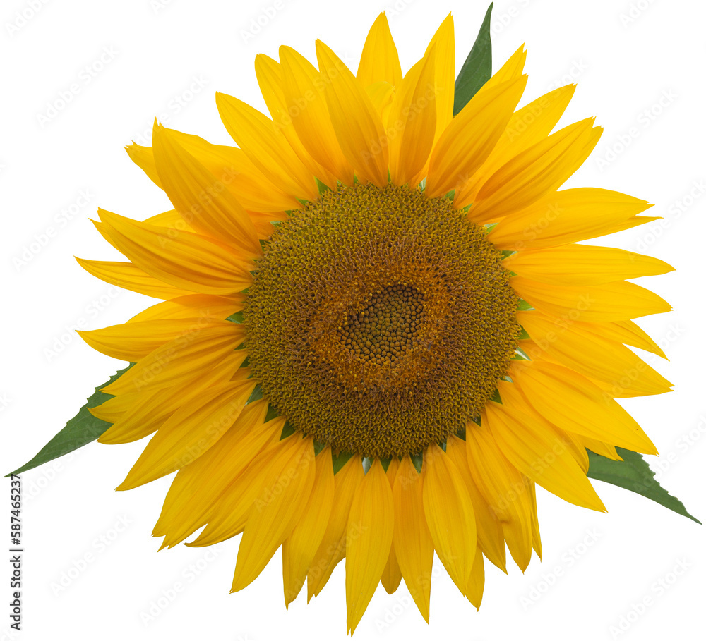 Fototapeta premium PNG Sunflower Isolated Flower Head