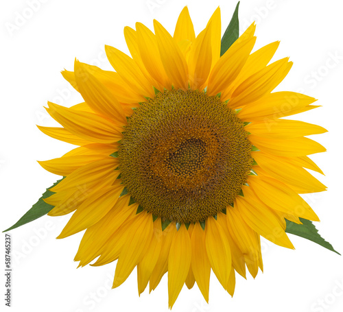Fototapeta Naklejka Na Ścianę i Meble -  PNG Sunflower Isolated Flower Head