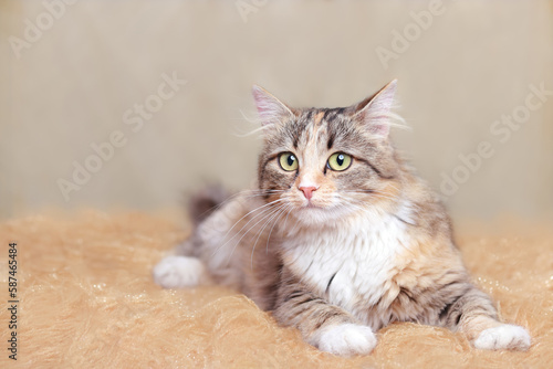 Cat is lying on a beautiful shiny yellow background. Place for text. Cat rests on a orange blanket. Cute cat looking at the camera. Kitten with big green eyes close-up. Pet. Beautiful Kitten. 