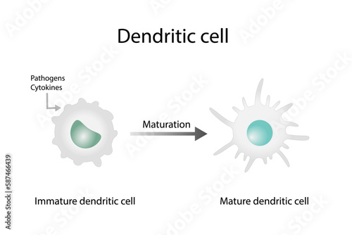 Dendritic cell is an antigen-presenting cells. Cells of immune system. Maturation from Immature to Mature dendritic cells. Scientific design. Vector illustration.