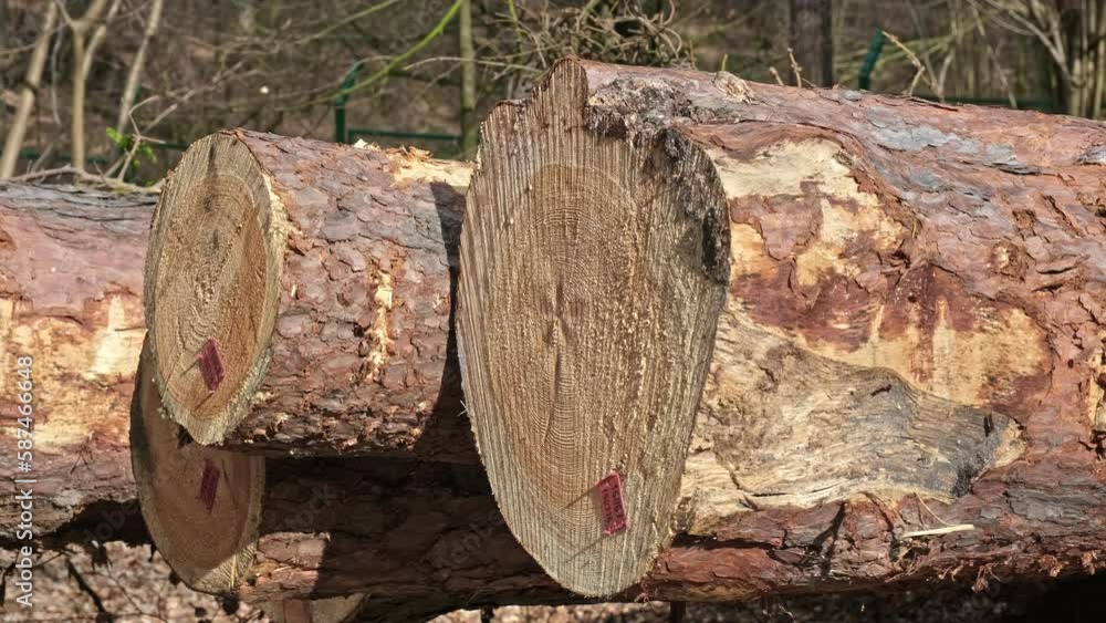Healthy Felled Tree Logs Stored on Ground at Forest Clearance Site after Industrial Deforestation Healthy Felled Tree Logs Stored on Ground at Forest Clearance Site after Industrial Deforestation
