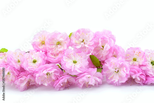 Branch with pink flowers isolated on a white background. Copy space. Prunus triloba blossom ( flowering plum, flowering almond).  © Wakhron