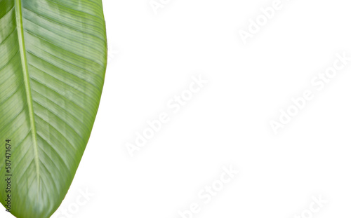 Textured leaf over white background