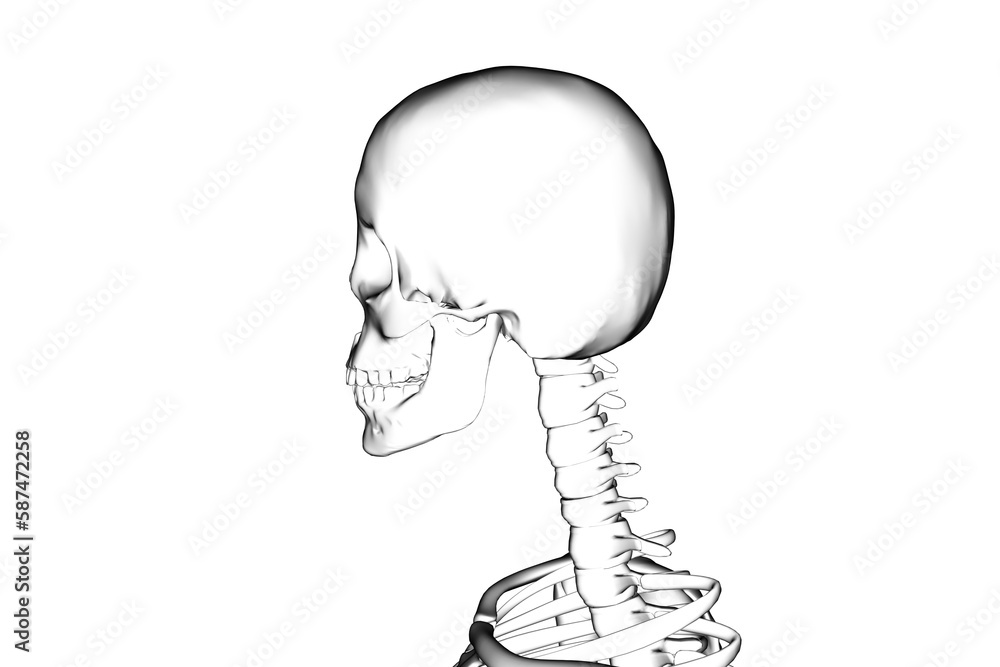 Abstract image of human skeleton Abstract image of human skeleton