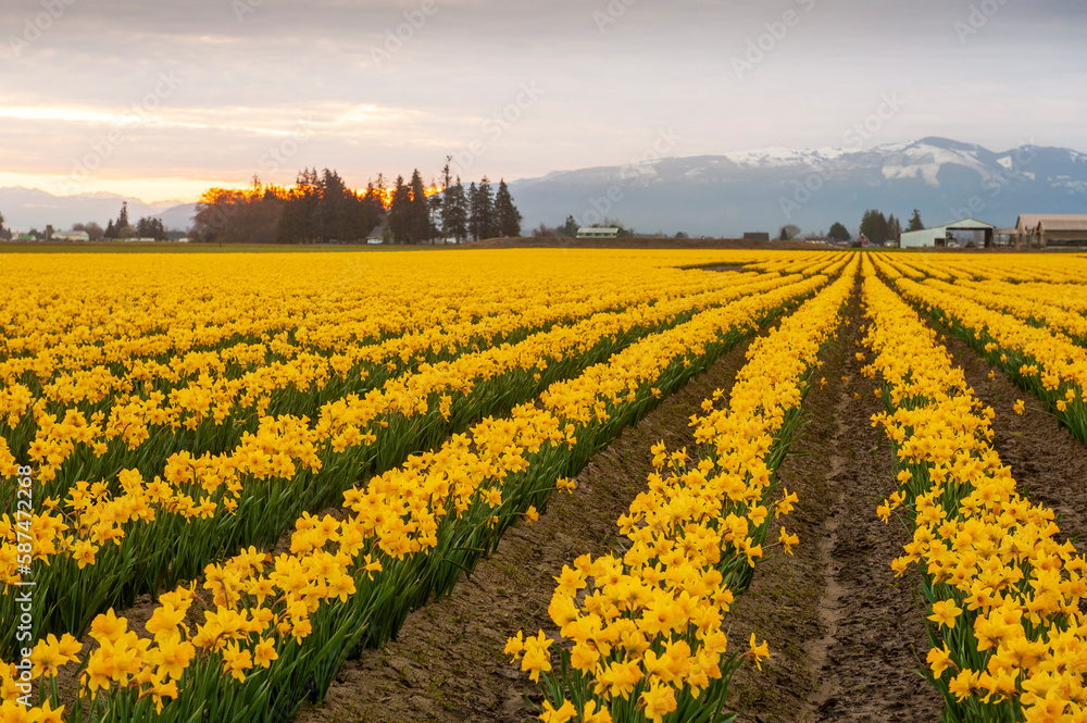 Fototapeta premium Blooming Daffodil Fields in the Skagit Valley, Washington. Blossoming daffodils are the first signs of spring in the Pacific Northwest and in the Skagit Valley they precede the tulips by about a week.