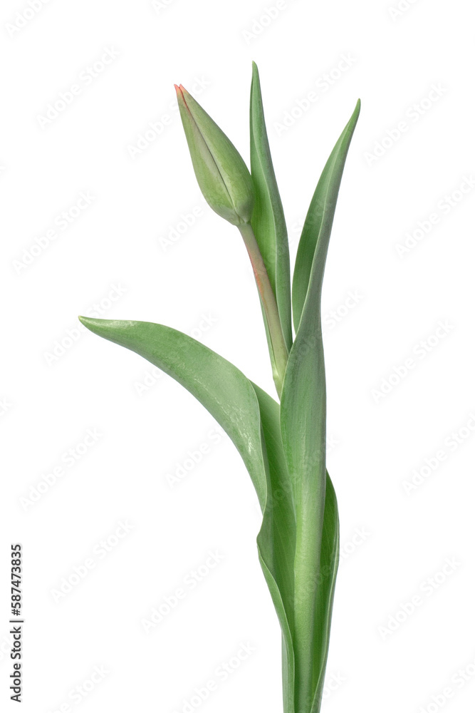 Tulip on a white background Tulip on a white background