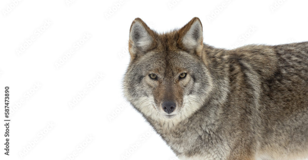 Obraz premium Majestic Headshot of Wild Coyote in the Snowy Wilderness, A stunning portrait of a coyote against a pure white backdrop captures the essence of winter wildlife. Wildlife Photography. 
