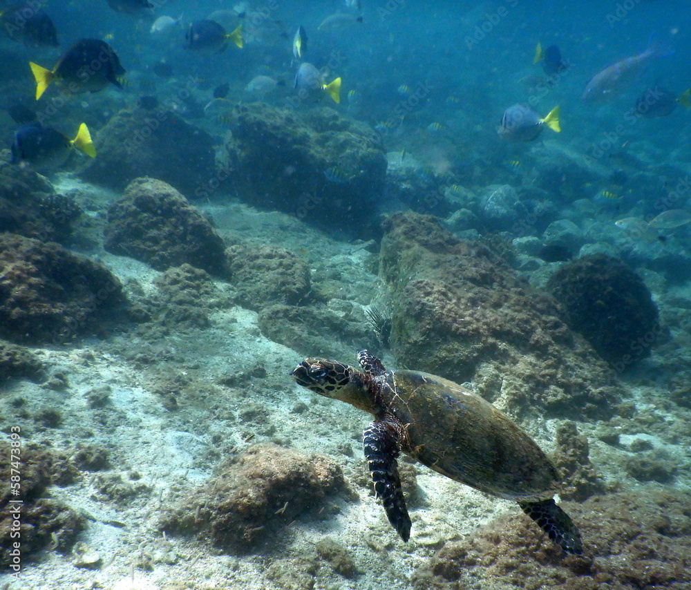 Fototapeta premium Costa Rica Pacific Sea Lfe