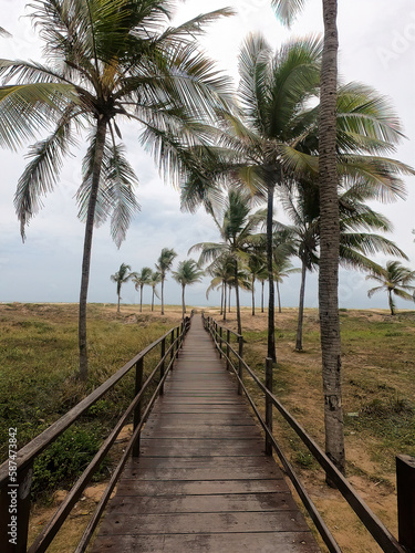 Caminho de madeira até a praia, cercado de coqueiros photo
