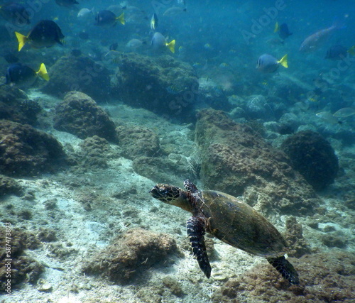 Costa Rica Pacific Sea Lfe