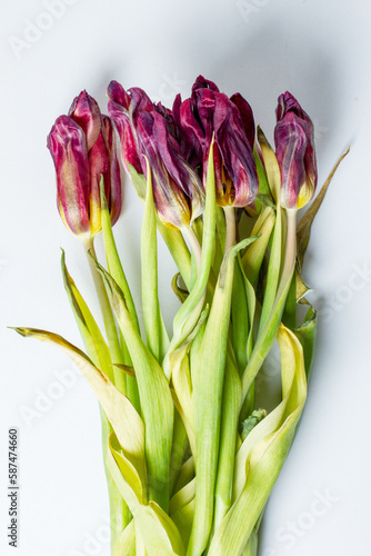 wilted flower. Wilted tulips on a light background. photo